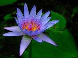 Blue Water Lily Water Lily Beautiful Flowers Flowers
