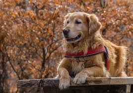 Since it can also be a good hunter, owners should take care when the breed is around smaller pets that might be perceived as prey. The 13 Best Big Dog Breeds Top Large Dogs For Kids Families