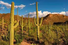 Water cactus plants only when the soil is at least 90% dry. Can You Drink Water From A Cactus Britannica