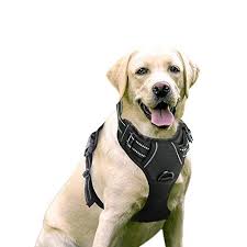 Top Best Harnesses For Small Dogs 2019 Reviews