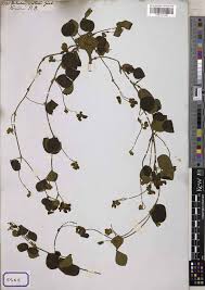 Image result for Eriosema rhynchosioides