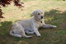 Viele hundebesitzer glauben, dass sie an den pfoten erkennen können, wie groß ihr hund wird. Labrador Hund Gross Kostenloses Foto Auf Pixabay