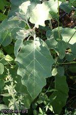 Image result for Solanum campylacanthum 'panduriforme type'