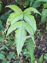 Image result for Triplophyllum