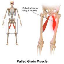 Male groin anatomy human anatomy groin anatomy pain in groin area female groin images. Groin Wikipedia