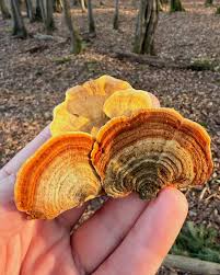 Image result for Merulius incarnatus