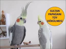 Sultan Papagani Tuy Dokme Ve Tuy Yolma Sorunu Youtube