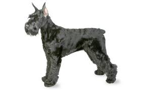 Giant Schnauzer Dog Breed Information Pictures Characteristics Facts Dogtime