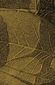 Image result for Christella gueinziana