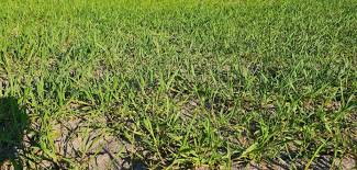 Nawozy bez wody nie działają. Ekspert radzi, jak ratować plony?