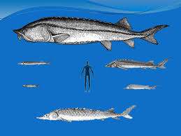 A fight can sometimes take up to an hour! Dinosaur Fish Sturgeon Fish Species Of The Danube River Water Detective