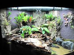 Image Result For 20 Gallon Dart Frog Vivarium Frog Terrarium Vivarium Bioactive Vivarium