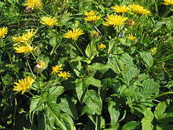 Image result for Crepis urundica