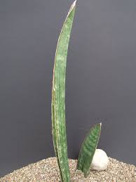 Image result for Sansevieria sinus-simiorum