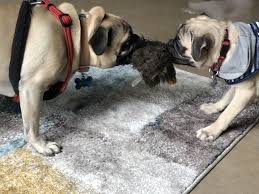 3 Year Old Vs A 5 Month Old Its The Pug Life Https Ift Tt 2dp7akr Dog Lovers Pugs Funny Pugs