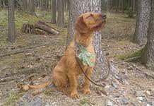 Image result for štýrský brakýř