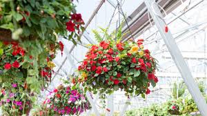 Shade can be difficult for plants as it creates a cool environment and is often coupled with extremes of dry or very damp soil. A Passion For Hanging Baskets Mulhall S