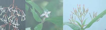 Image result for Ixora longipedunculata