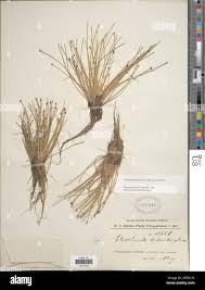 Image result for Eleocharis geniculata