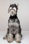 PuppyFind | Miniature Schnauzer Puppies for Sale