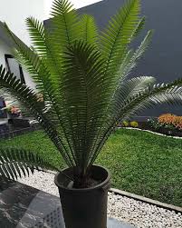 Image result for Encephalartos umbeluziensis