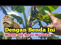 Purwadi, m.hum eko priyo purnomo, sip —————————————————… Wow Panen Pisang Di Sarang Monyet Cara Mengusir Monyet Di Kebun Pisang Dengan Mudah Dan Murah Youtube