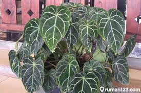 Bentuknya yang lebar inilah yang menyebabkan tanaman daun ini dikenal dengan nama kuping gajah, karena terlihat seperti kuping gajah apabila dilihat secara kasat mata. Panduan Perawatan Tanaman Kuping Gajah Si Cantik Pujaan Para Raja Rumah123 Com