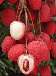 Gambar buah buahan beserta bahasa inggrisnya. 60 Gambar Buah Buahan Apel Mangga Jeruk Dll Lengkap
