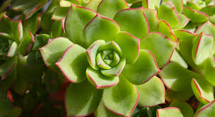 3,112 likes · 16 talking about this. Iper Il Mondo Delle Cactacee E Succulente