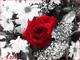 Black And White Art With Red Accents Black And White Pictures With Color Accents Black And White Backgrounds Color Man Black And White Background Black And White Roses Color Splash Photography