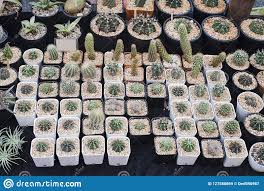 A wide variety of cactus pears options are available to you cactus pears. 10 Best For Small Potted Cactus For Sale Pink Wool