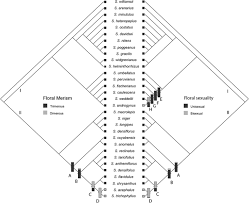 Image result for Syngonanthus poggeanus