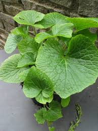 We provide image wasabi pflanze kaufen is comparable, because. Himmelreichkrauter Wasabi Japanischer Meerrettich