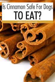 Can Dogs Eat Cinnamon Foods Dogs Can Eat Can Dogs Eat Dog Recipes