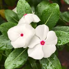 Image result for Catharanthus roseus