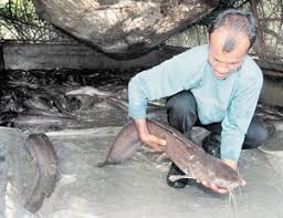 Ikan keli antara masakan popular di negeri sembilan iaitu salai masak lemak cili api goreng berlado dan banyak lagi. Yahya Pakar Pembenihan Keli Teratak Maya Tempatku Lepak