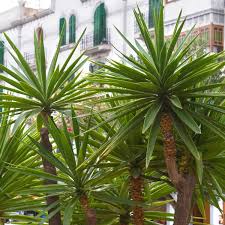 ネペ吉のブログ