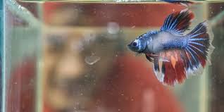 Ikan cupang hias, ikan cupang aduan, dan ikan cupang liar. 5 Jenis Ikan Cupang Hias Yang Terkenal Di Dunia Cocok Dipelihara Merdeka Com
