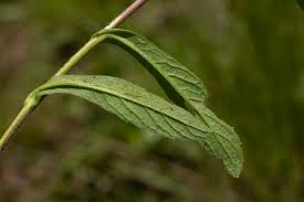 Image result for Conyza limosa