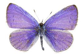 Image result for Celastrina argiolus