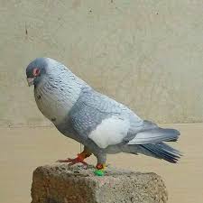 Definetly The Most Beautiful Pigeon Pigeons Racingpigeons Racingpigeon Pigeonsofinstagram Pigeonracing Guvercin Tauben Bird Birds Pigeonfa Hayvanlar