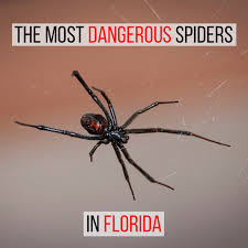 Black widow spider bites can be dangerous, especially to young children and elderly people. The Two Most Dangerous Spiders In Florida Dengarden