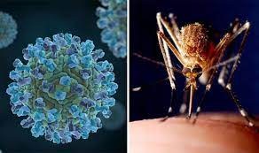 Obțineți informațiile despre simptome, tratament, prevenție și transmitere. West Nile Virus Symptoms What Is West Nile Virus Is It More Deadly Than Ebola World News Express Co Uk