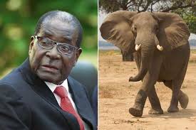 Image result for show the pic of robert mugabe