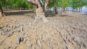 Image result for Sonneratia alba