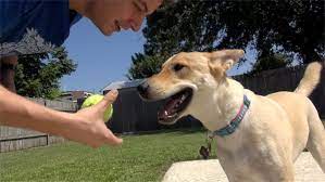 6 Tips To Teach Your Dog To Play Fetch Wags To Wiskers Pet Supplies Local Pet Supply Store In Ann Arbor Chelsea Ludington Mi