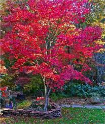 Fireglow Japanese Maple Is One Of The Best Upright Japanese Maple Trees For Hot Sun Exposure Its A Flowering Trees Fine Gardening Magazine Japanese Maple Tree