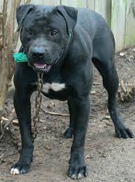 Mixes between a pit bull and the greyhound are uncommon, but the greybull pit is the most commonly found. Pure Black American Bulldog Pitbull Terrier American Bulldog Bulldog Breeds