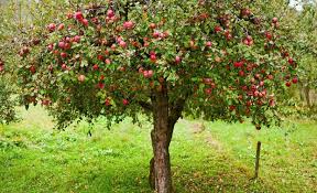 These gorgeous trees are perfect for narrow spots, such as along a driveway, or even as a screen or hedge. Does Anyone Have Tips For Growing Apple Trees Zone 9 Gardening
