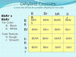 A dihybrid cross between two green parakeets (bbcc x bbcc). A Dihybrid Cross Involves The Crossing Of Just One Trait Crosses Involving More Than One Gene Dihybrid And Let S Now Examine A Dihybrid Cross That Involves Two Traits Jamuiga